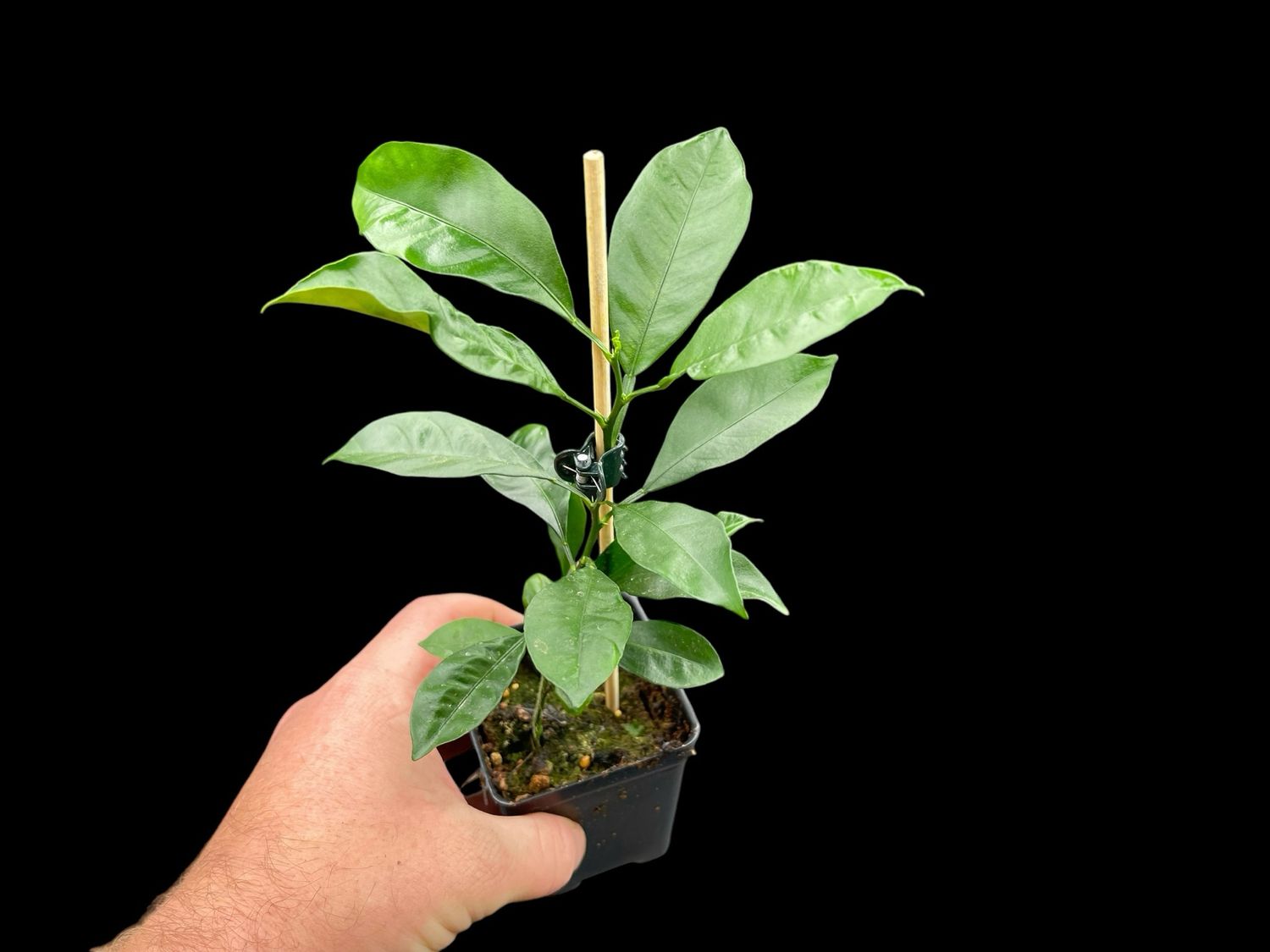 Calamondin Orange - Dwarf Orange citrus