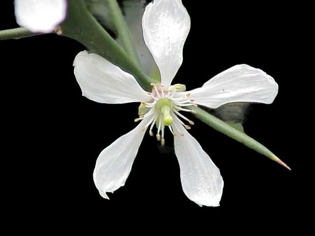 Trifoliate orange - Citrus trifoliata Cold Hardy Zone 6!