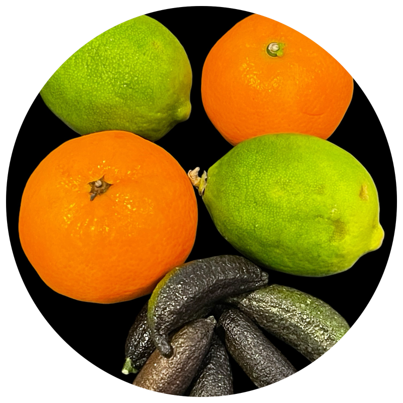 Cold Hardy Citrus