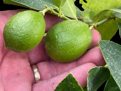 Dwarf Key Lime - Citrus × aurantiifolia