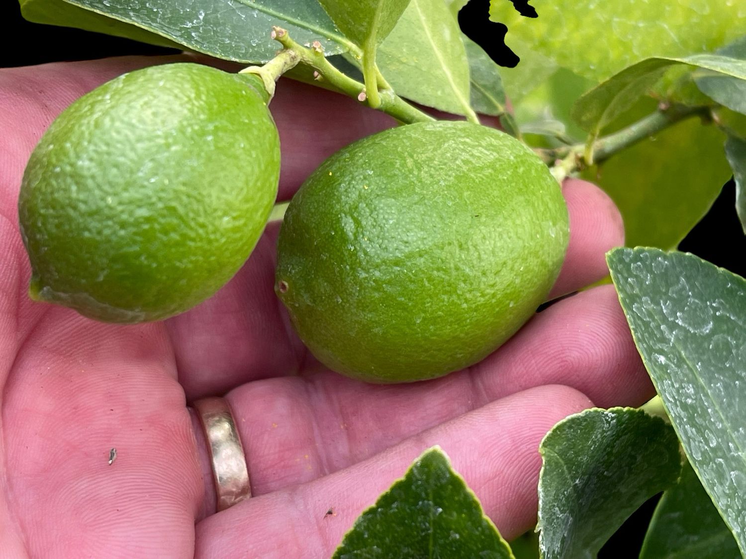Dwarf Key Lime - Citrus × aurantiifolia
