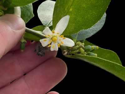 Dwarf Key Lime - Citrus × aurantiifolia
