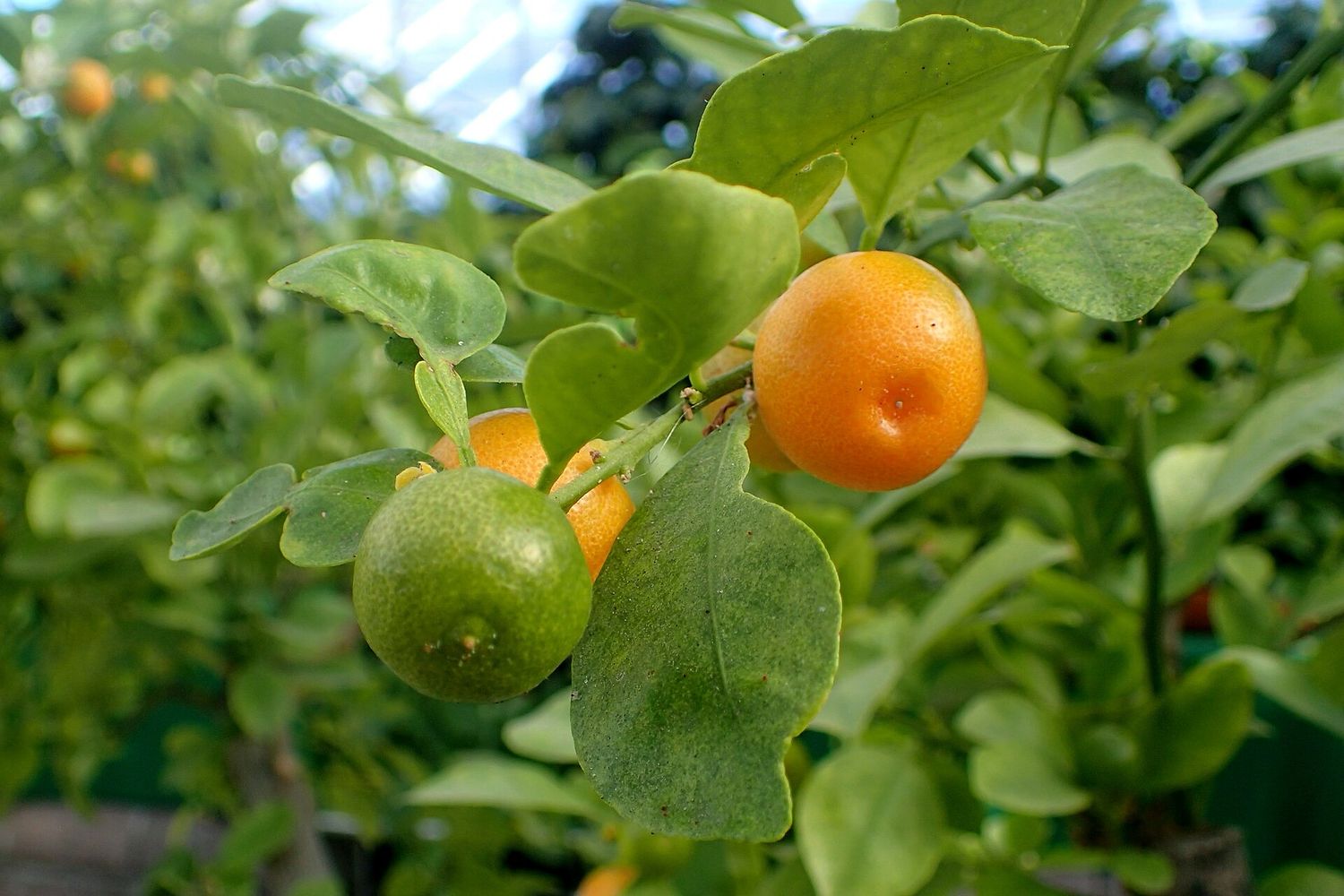 Calamondin Orange - Dwarf Orange citrus