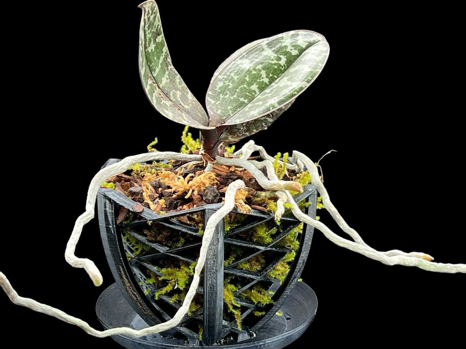 Geometric Orchid Pot w/ Saucer