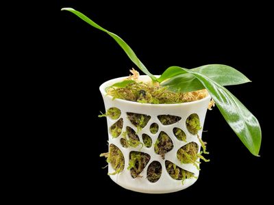 Voronoi Orchid Pot