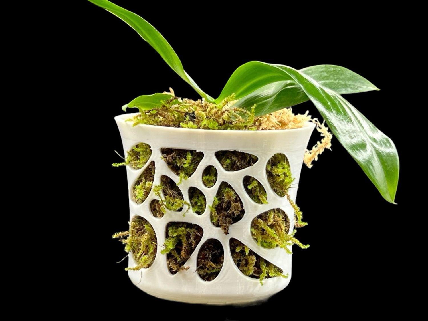 Voronoi Orchid Pot