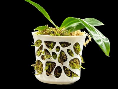 Voronoi Orchid Pot