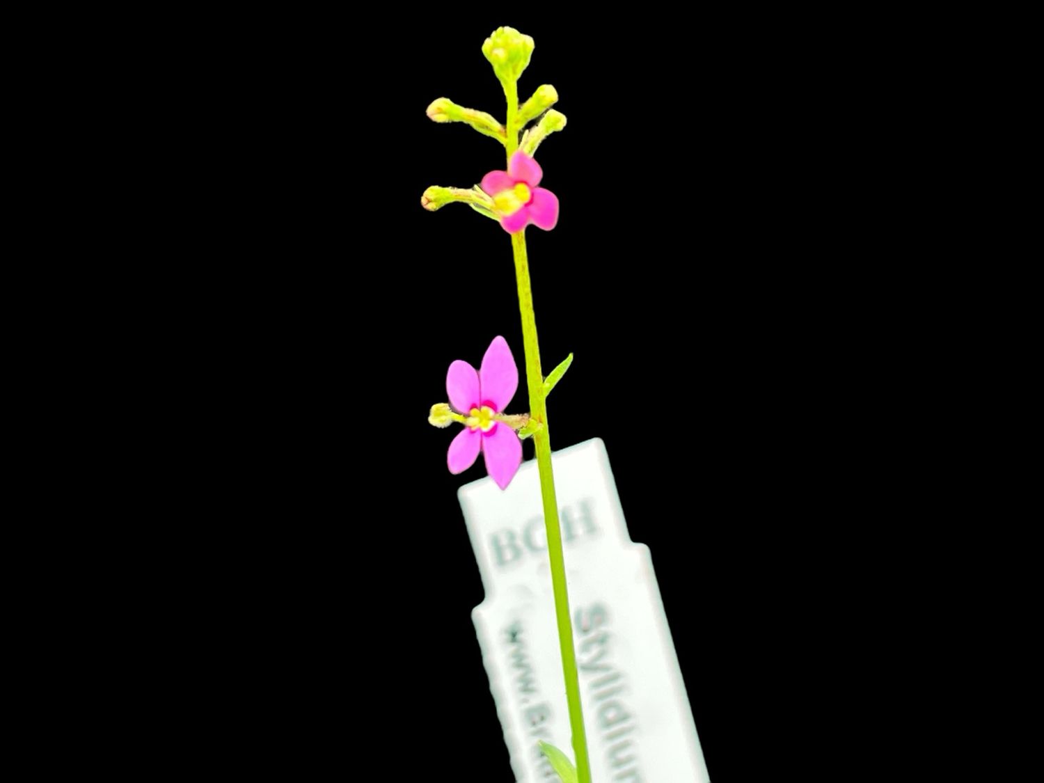 Stylidium debile - Frail Triggerplant