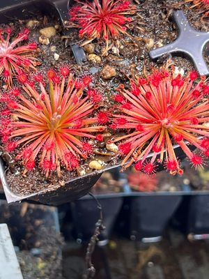 Drosera aff. lanata Arnhem Highway- Very Limited! 