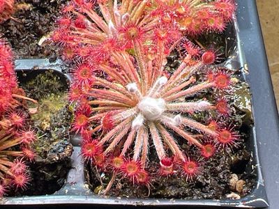 Drosera lanata 