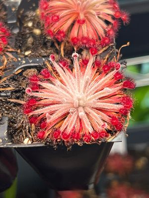 Drosera aff. lanata Flying Fox Creek - Very Limited! 