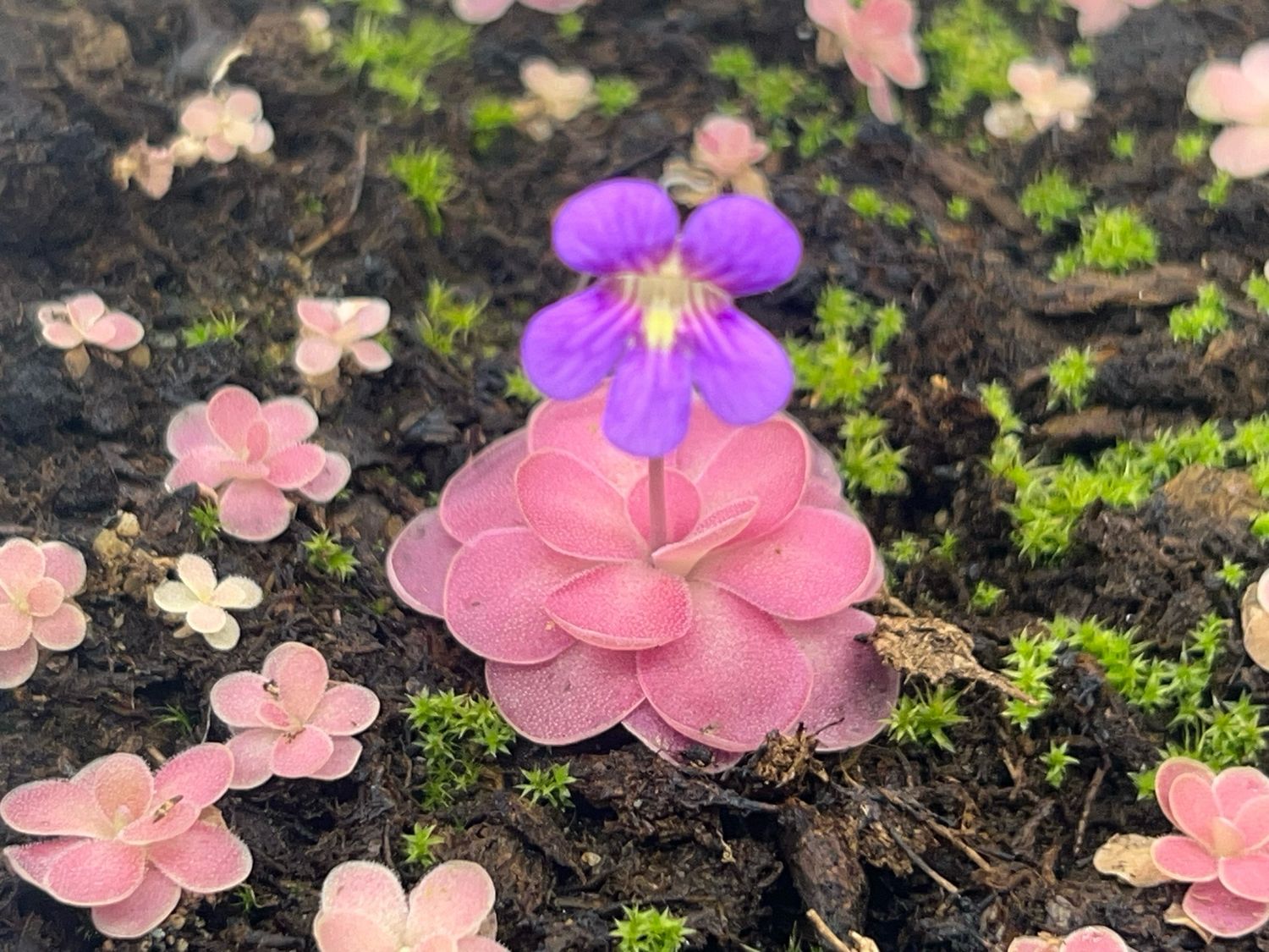 Pinguicula ‘Johanna’ - Butterwort
