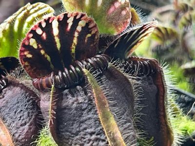 Cephalotus follicularis Eden Black