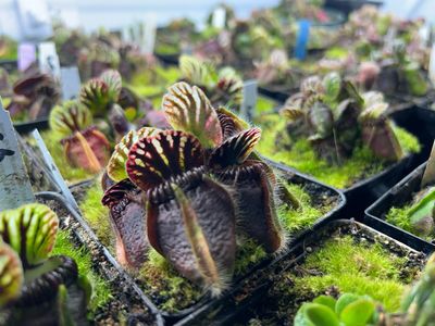 その他観葉植物 Cephalotus follicularis Eden Black 513f8c8227d9a5f8c8c50b4bb399f7