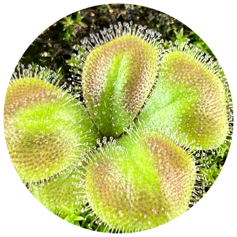 Tuberous Drosera/ Sundews