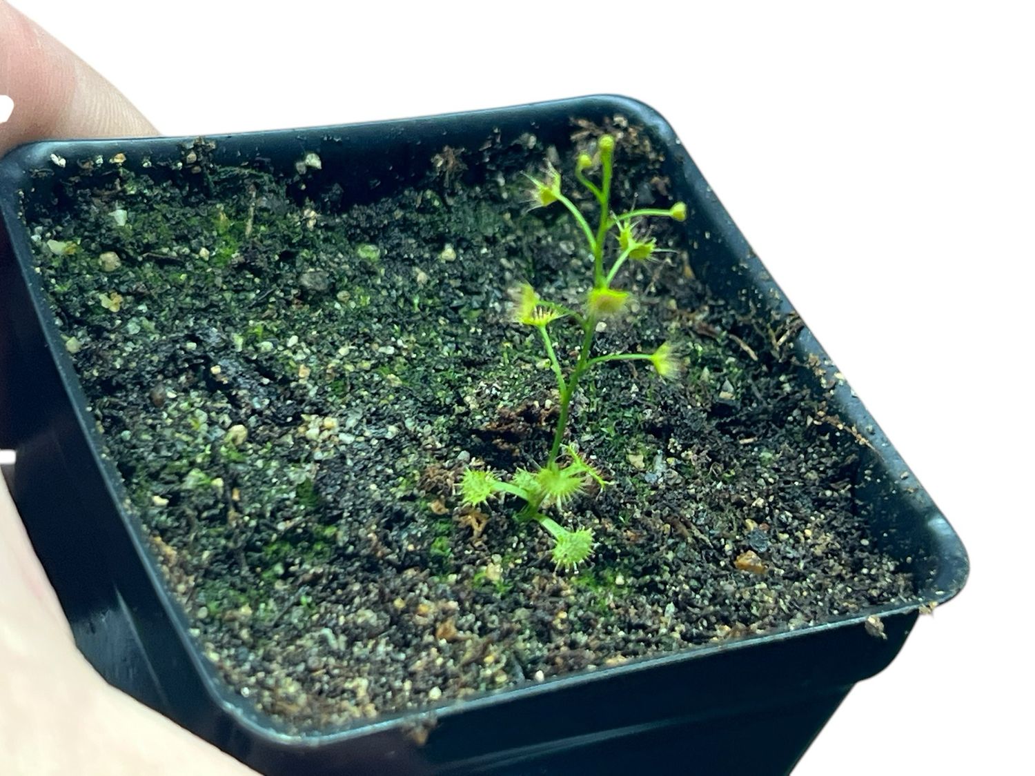 Drosera peltata - Saijo-Cho, Japan