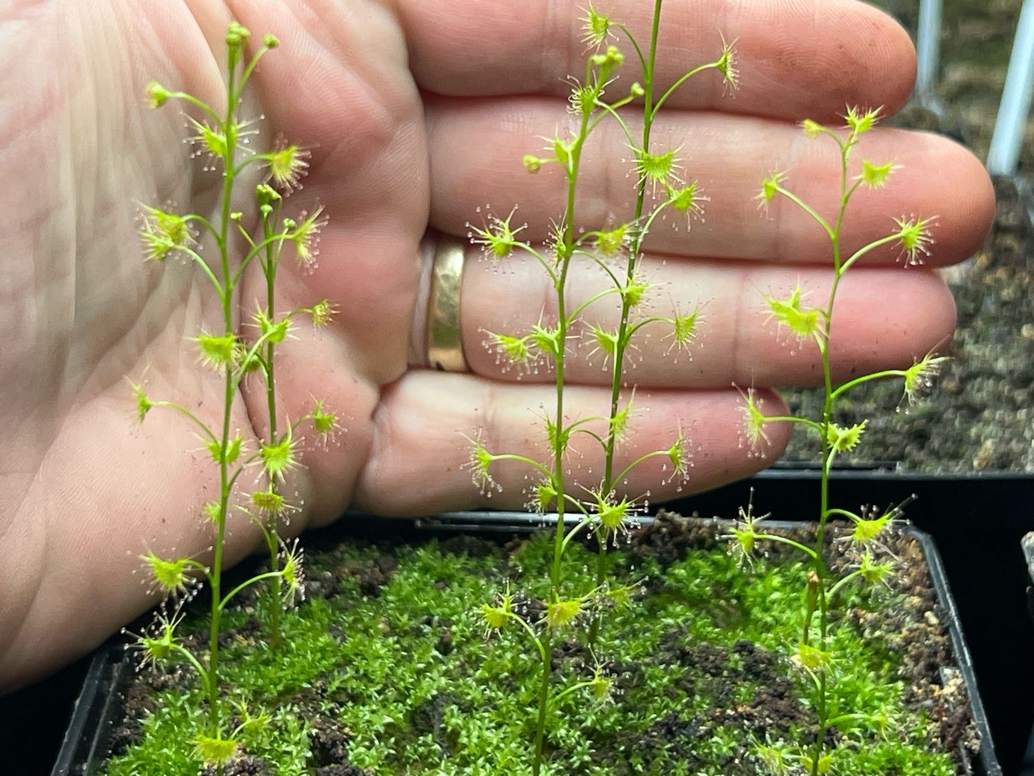 Drosera peltata - Saijo-Cho, Japan