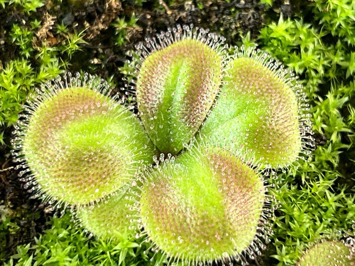 Drosera squamosa - Laterite Growing form, Kurragullen, W. Au.