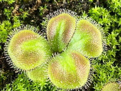 Drosera squamosa - Laterite Growing form, Kurragullen, W. Au.