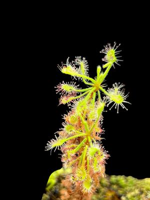 Drosera madagascariensis Sundew