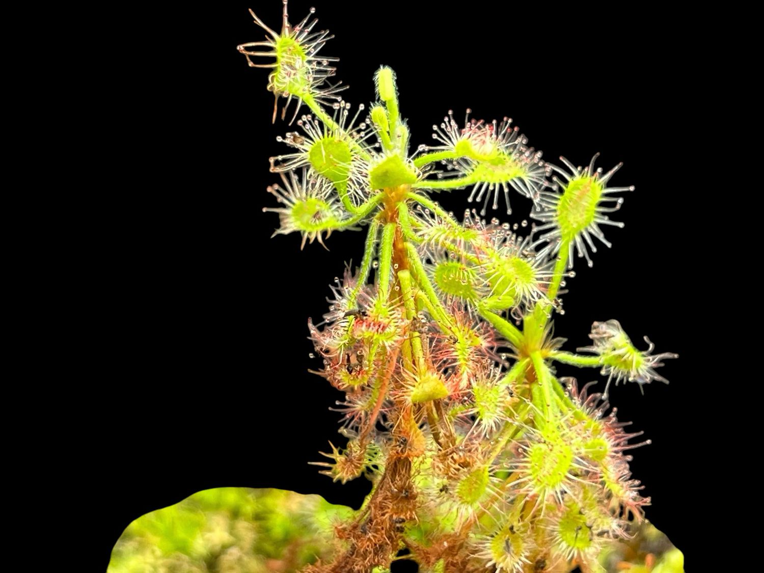 Drosera madagascariensis Sundew