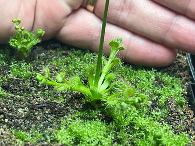 Drosera stolonifera Dark Green x Mattner - Limited! 