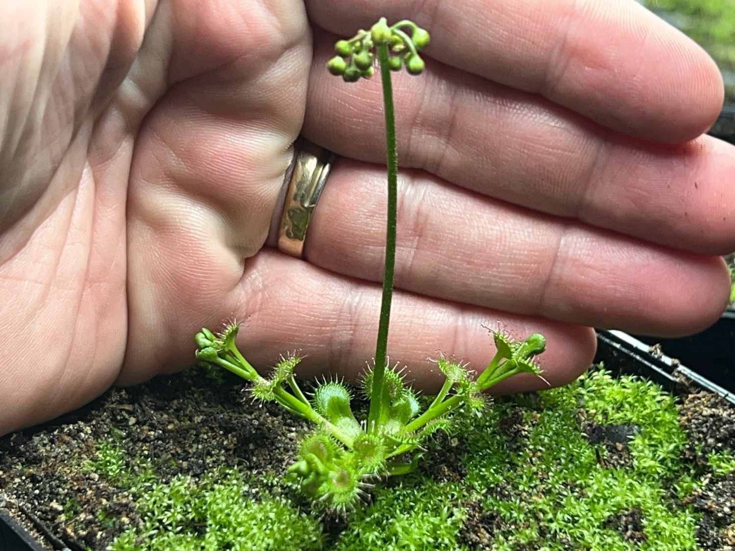 Drosera stolonifera Dark Green x Mattner - Limited! 