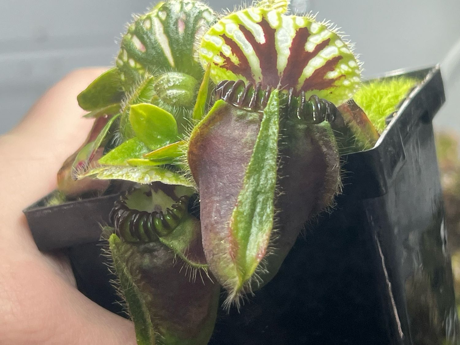 Cephalotus follicularis - BGH Giant