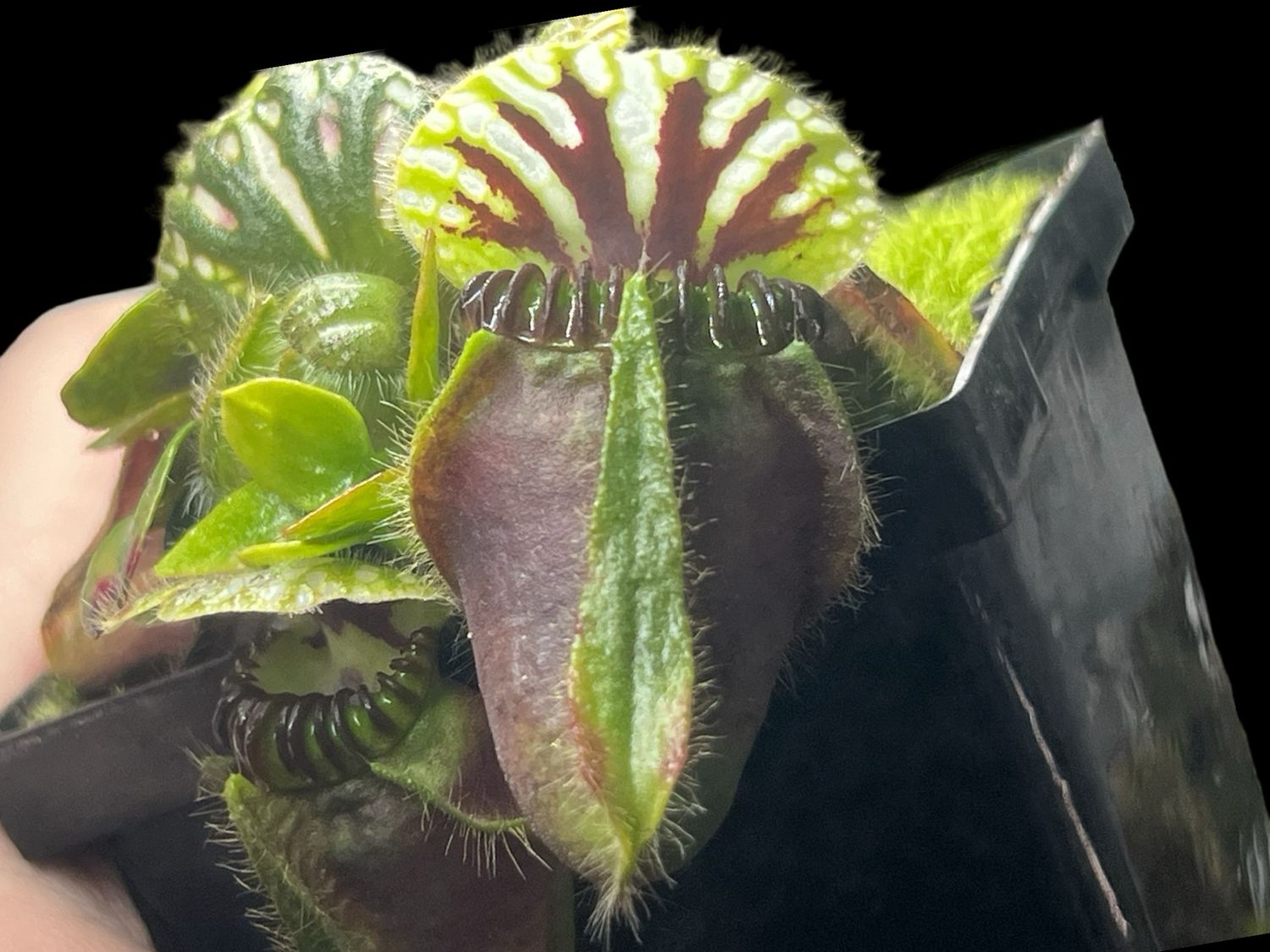 Cephalotus follicularis - BGH Giant