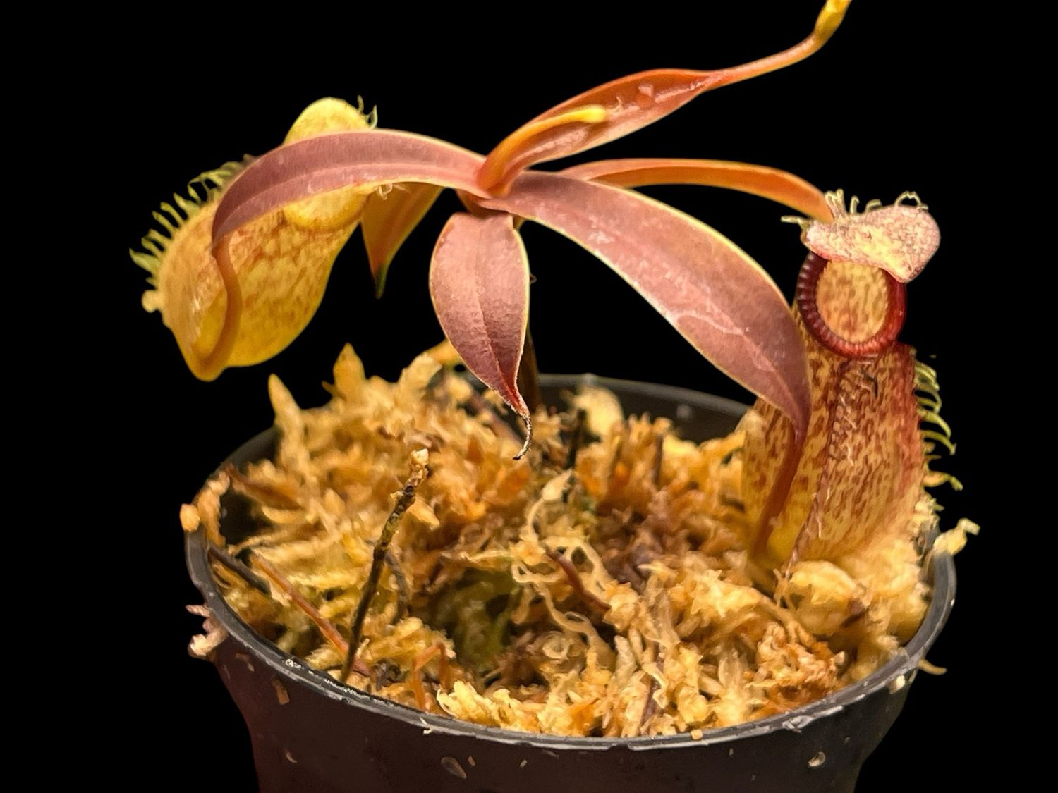 Nepenthes spectabilis x hamata - Red Form (Small) 