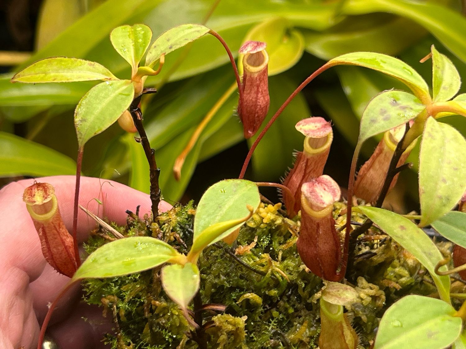 Nepenthes gantungensis - Mount. Gantung, Palawan (Medium) 