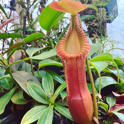 Nepenthes edwardsiana (Small)