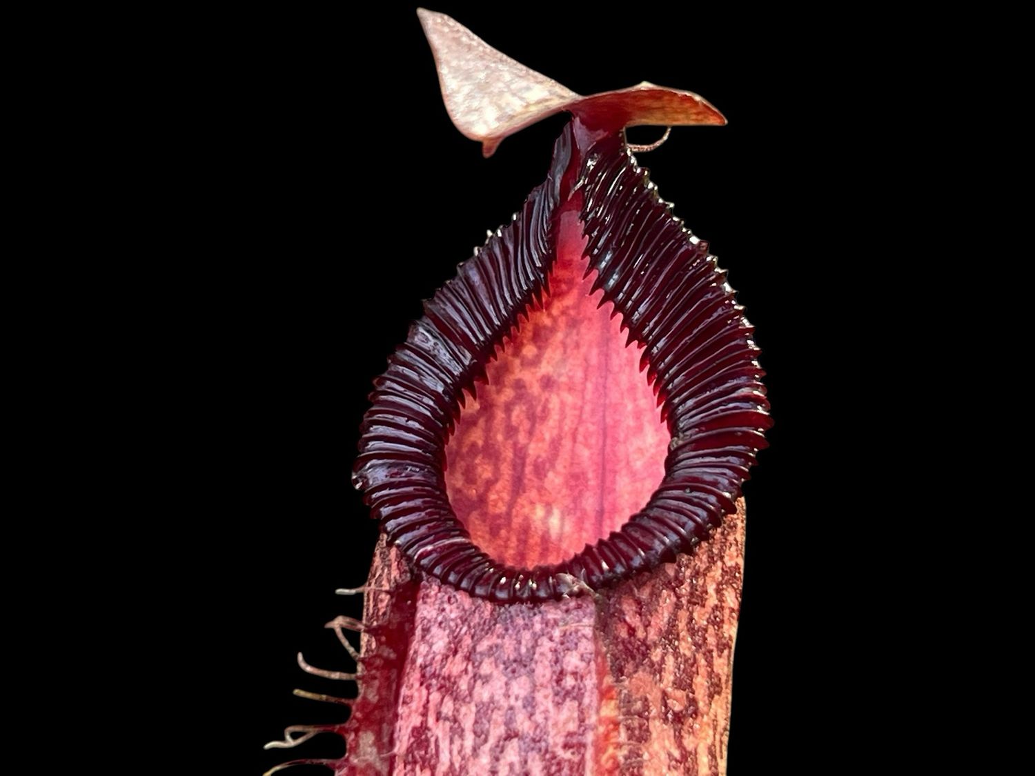 Nepenthes spectabilis x hamata - Red Form (Small) 