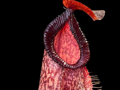Nepenthes spectabilis x hamata - Red and Green Clones (Medium) 