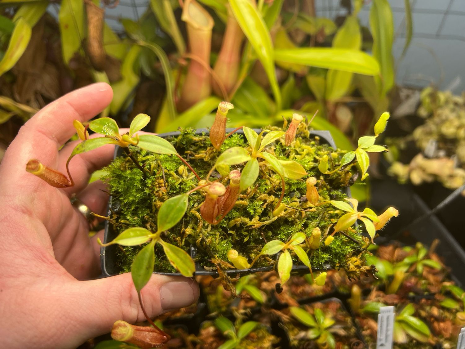 Nepenthes gantungensis - Mount. Gantung, Palawan (Small) 