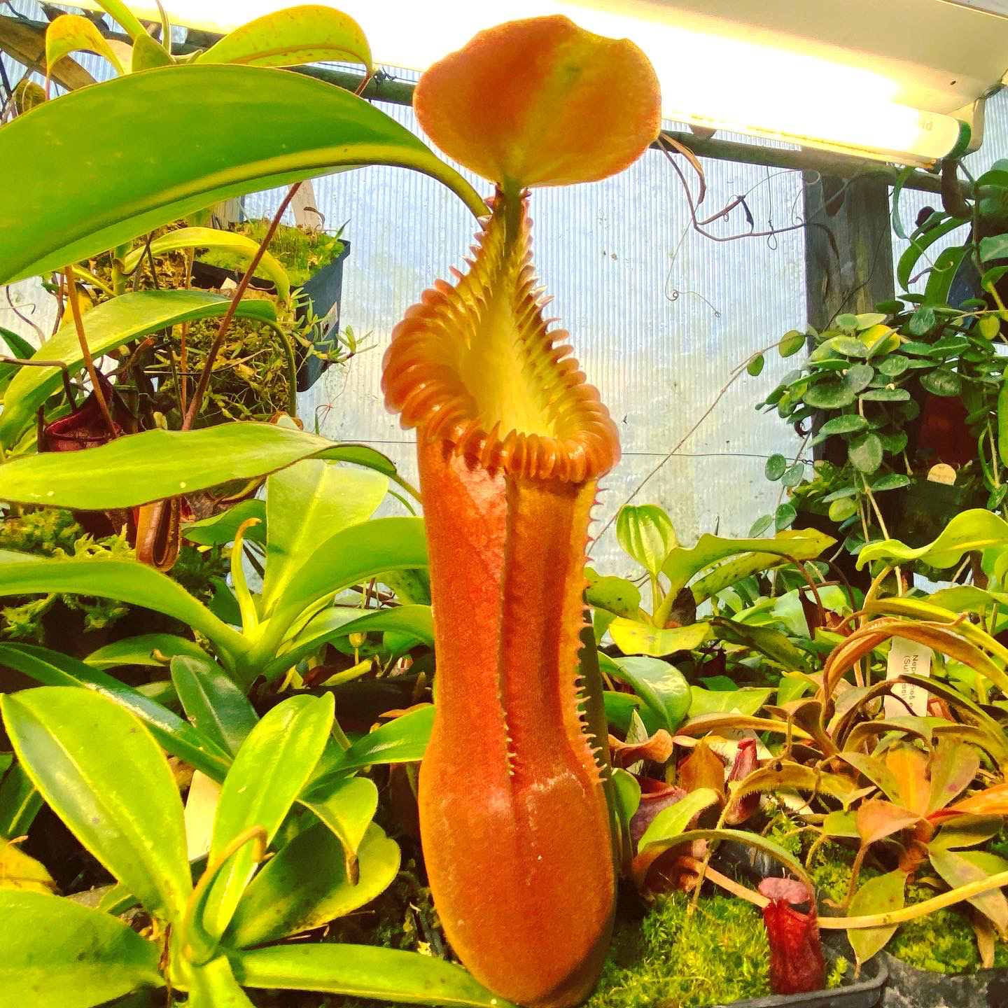 Nepenthes edwardsiana (Small)