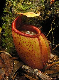 Nepenthes gantungensis - Mount. Gantung, Palawan (Medium) 