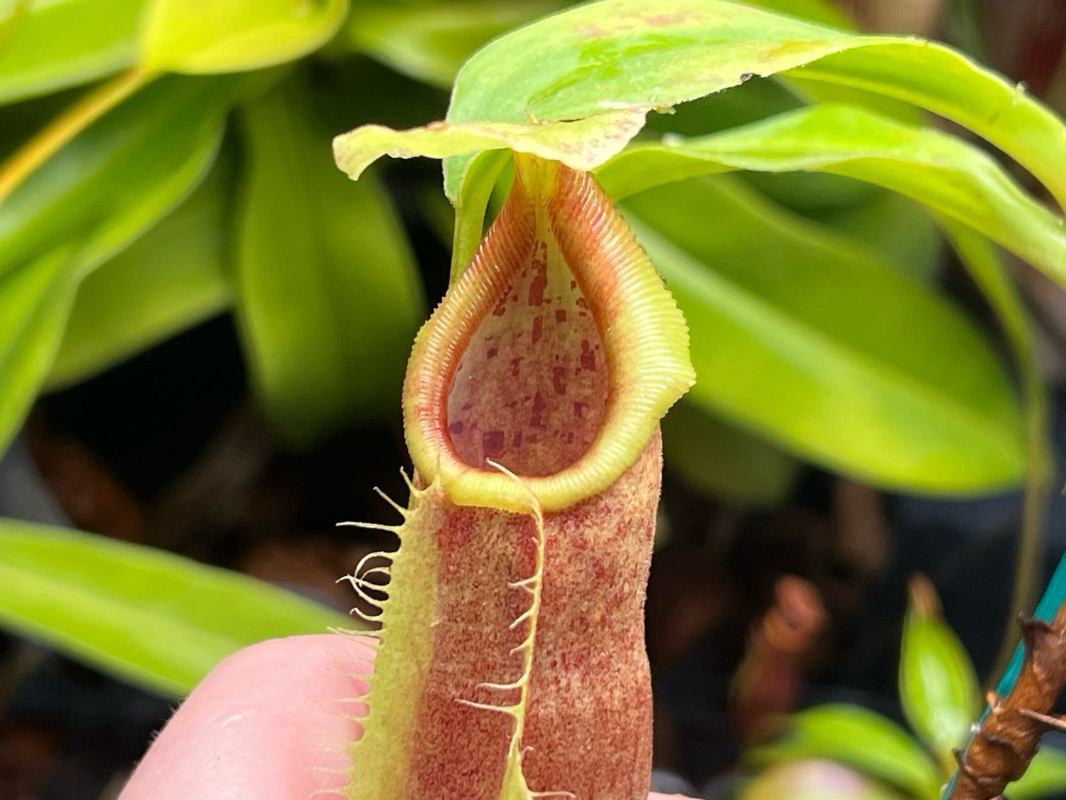 Nepenthes spathulata - Seed Grown (Medium) 