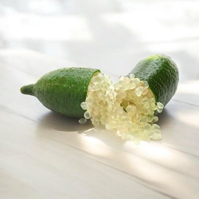 Finger Lime - Citrus australasica (Rooted Cuttings)