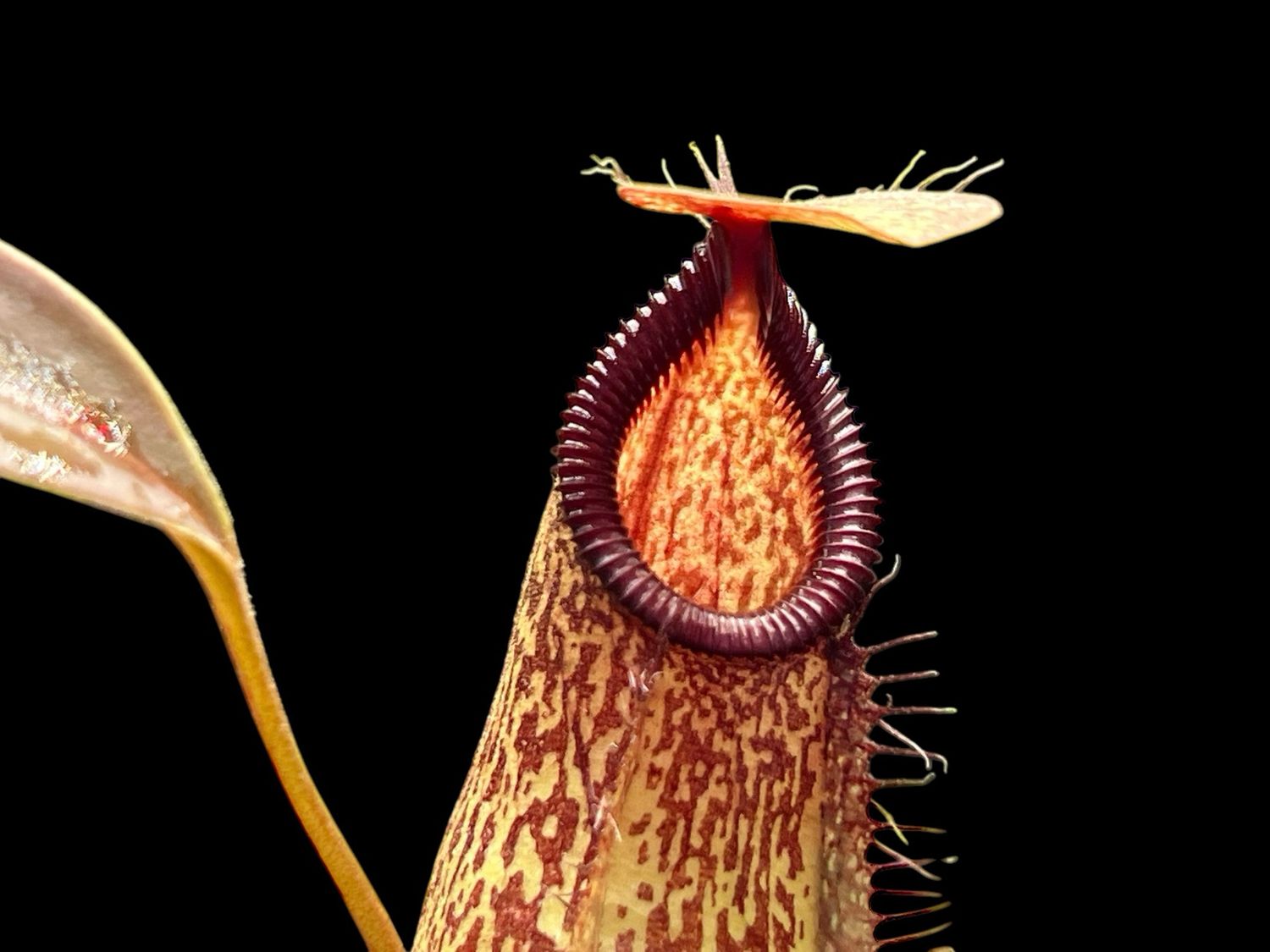 Nepenthes spectabilis x hamata - Red and Green Clones (Medium) 