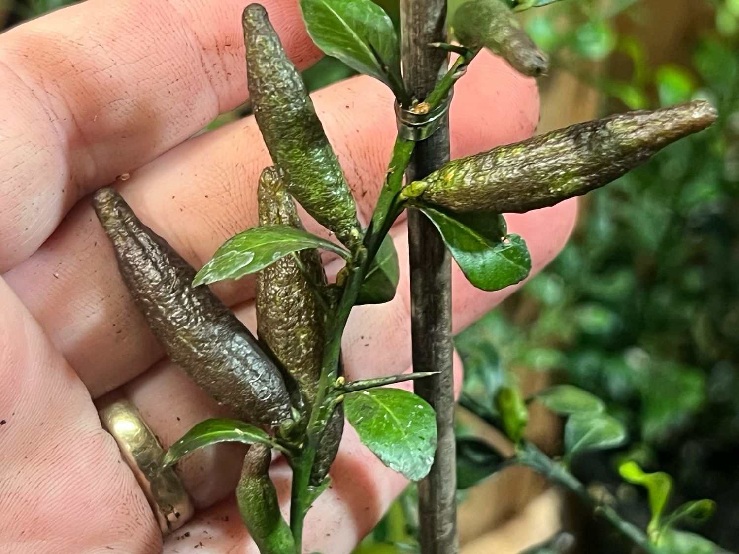 Finger Lime (Citrus australasica) – Rare “Citrus Caviar” Tree (Small) 