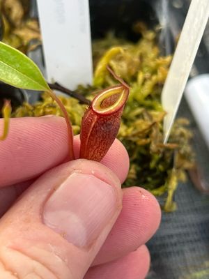 Nepenthes dubia - Seed Grown