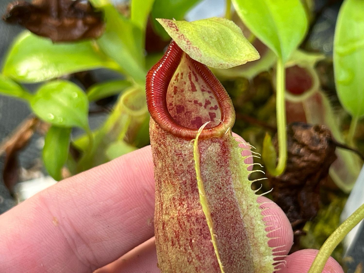 Nepenthes spathulata - Seed Grown (Medium) 