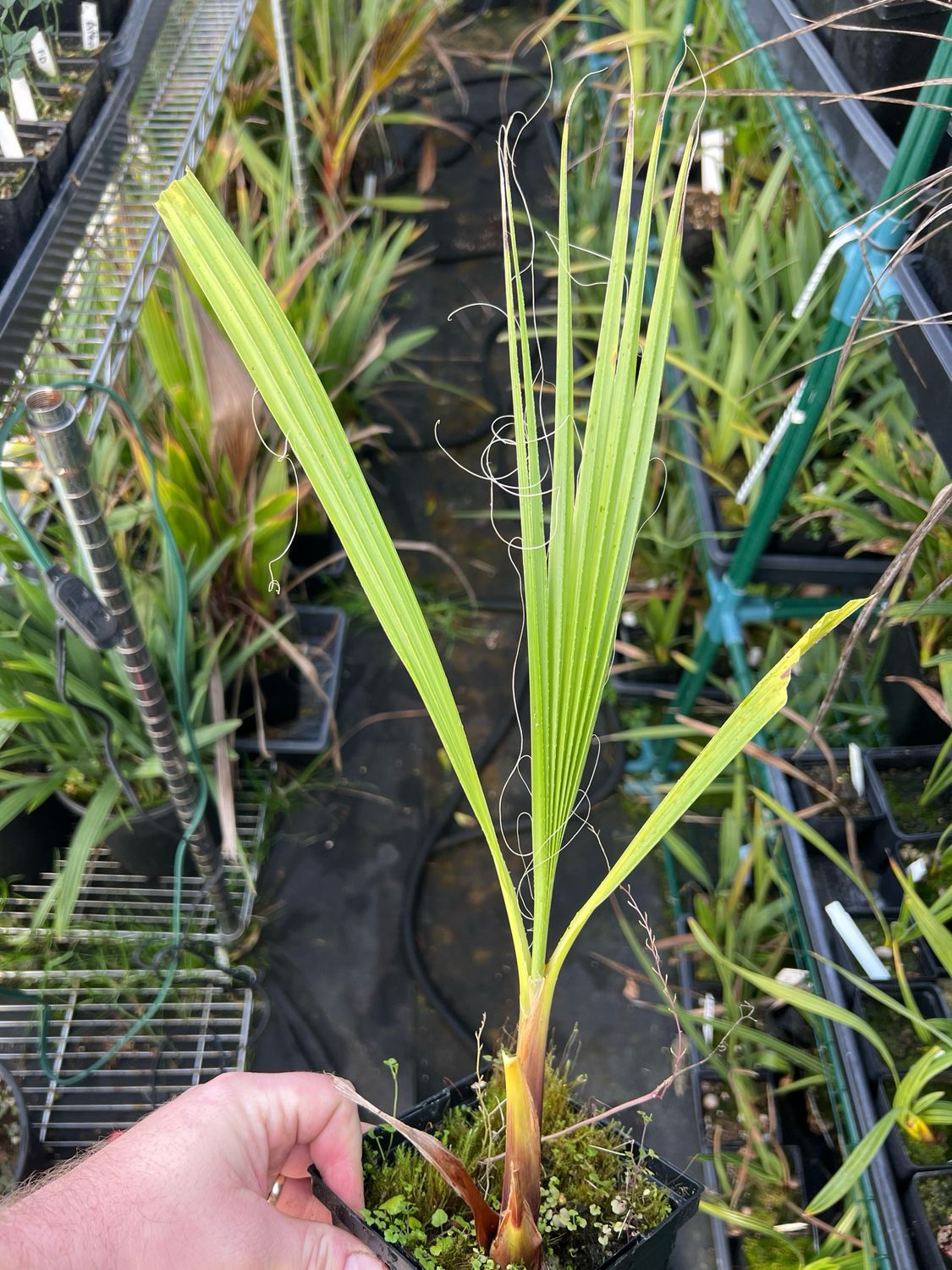 Washingtonia filifera - California Fan Palm