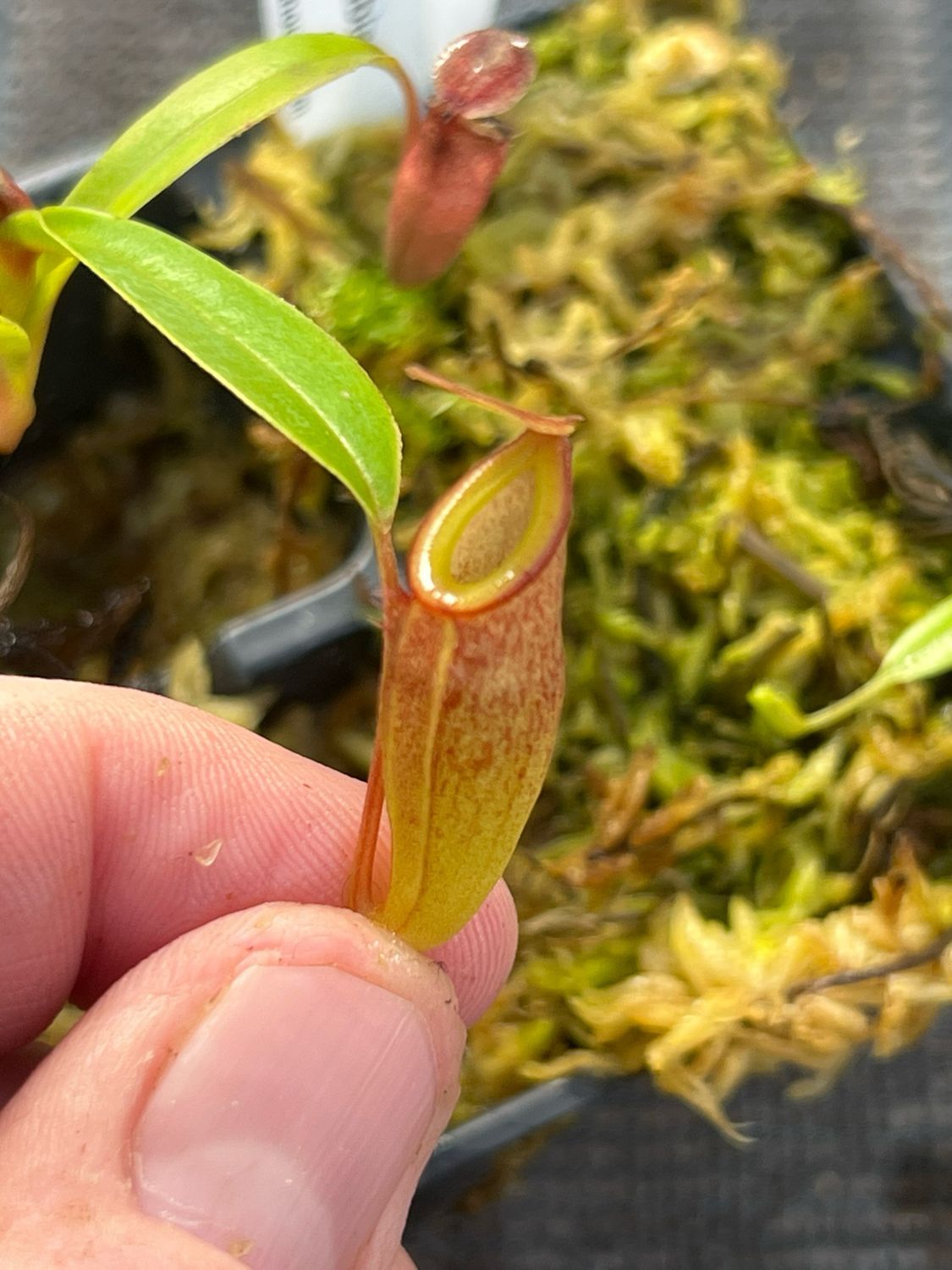 Nepenthes dubia - Seed Grown