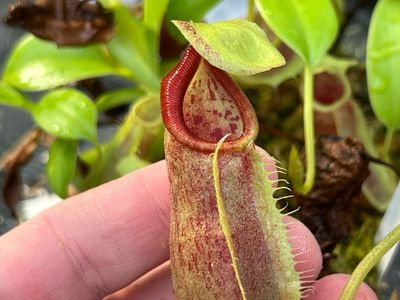 Nepenthes spathulata - Seed Grown (Large) 