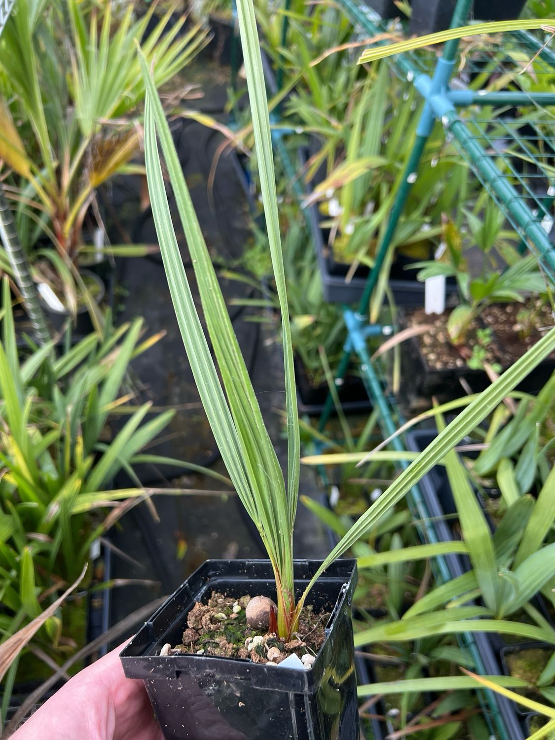Chamaerops humilis var. cerifera | Blue Mediterranean Fan Palm Canada (Small)