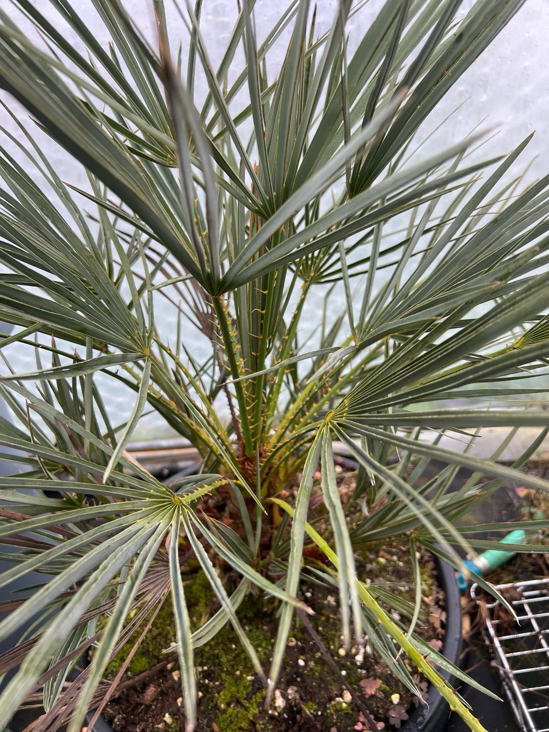 Chamaerops humilis var. cerifera- Blue Mediterranean Fan Palm