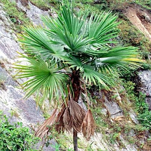 Trachycarpus latisectus - Windamere palm