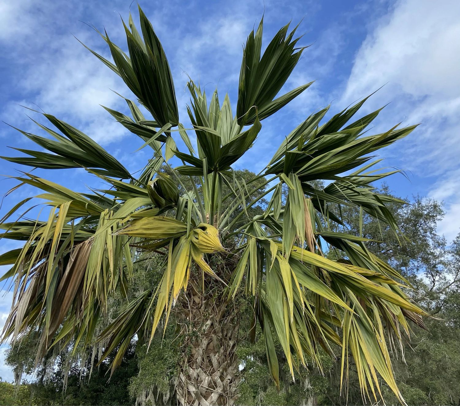 Sabel palmetto Palm - “Lisa”